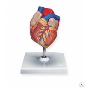 Μοντέλο Ανθρώπινης Καρδιάς σε Πραγματικό Μέγεθος -  SP/TR/862